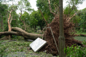 Đừng tự hào vì mình là cây cổ thụ